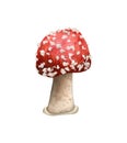 Watercolor amanita mushroom illustration. Fly agaric, poisonous hand drawn mushrooms Royalty Free Stock Photo