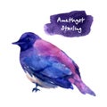 watercolor amethyst starling on white background Royalty Free Stock Photo