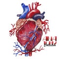 Watercolor anatomy collection - heart