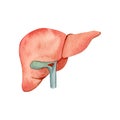 Watercolor anatomy organ liver illustration.