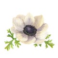Watercolor anemone flower with leaves. Hand drawn floral illustration with white background. Botanical illustration