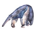 Watercolor ant-eater animal