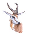 Watercolor antelope animal