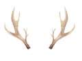 Watercolor Antlers Deer Bone Painted Neutral Horns Natural Royalty Free Stock Photo