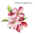 Watercolor apple blossom. Hand painted floral botanical illustration isolated on white background. Pink flower for Royalty Free Stock Photo