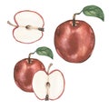 Watercolor apple illustration set, hand drawn red apple fruit clipart. Organic healthy food Royalty Free Stock Photo