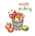 Watercolor apple picking illustration. Autumn harvest illustration with fresh red apples in a wooden basket, isolated Royalty Free Stock Photo