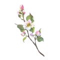 Watercolor apple tree branch and flowers, blooming tree on white background, isolated watercolor illustration. It's Royalty Free Stock Photo