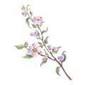 Watercolor apple tree branch and flowers, blooming tree on white background, isolated watercolor illustration. It's Royalty Free Stock Photo