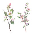 Watercolor apple tree branch and flowers, blooming tree on white background, isolated watercolor illustration. It's Royalty Free Stock Photo