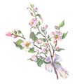 Watercolor apple tree branch and flowers bouquet with white bow, blooming tree on white background, isolated Royalty Free Stock Photo