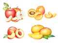 Group of watercolor fruits. Apple, apricot, peach and mango Royalty Free Stock Photo