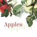 Watercolor apples with leaves. Background. Royalty Free Stock Photo