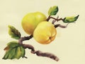 Watercolor apples painting on tree vector illustration