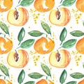 Watercolor apricot fruit illustration.