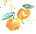 Watercolor apricot fruit illustration.