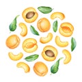 Round pattern with watercolor apricot fruits and leaves