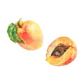 Watercolor apricot