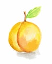 watercolor apricot.