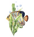 Watercolor aquarium card with fish. Hand painted underwater print with angelfish, laminaria branch and air bubbles