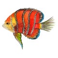 Watercolor aquatic underwater colorful tropical fish set. Red sea and exotic fishes inside. Royalty Free Stock Photo