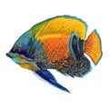 Watercolor aquatic underwater colorful tropical fish set. Red sea and exotic fishes inside.