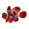 Watercolor aquatic underwater colorful tropical fish set. Red sea and exotic fishes inside. Royalty Free Stock Photo