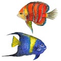 Watercolor aquatic underwater colorful tropical fish set. Red sea and exotic fishes inside.