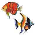 Watercolor aquatic underwater colorful tropical fish set. Red sea and exotic fishes inside. Royalty Free Stock Photo