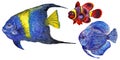 Watercolor aquatic underwater colorful tropical fish set. Red sea and exotic fishes inside. Royalty Free Stock Photo