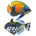 Watercolor aquatic underwater colorful tropical fish set. Red sea and exotic fishes inside.