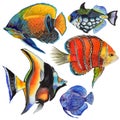 Watercolor aquatic underwater colorful tropical fish set. Red sea and exotic fishes inside.