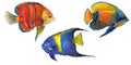 Watercolor aquatic underwater colorful tropical fish set. Red sea and exotic fishes inside. Royalty Free Stock Photo