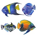 Watercolor aquatic underwater colorful tropical fish set. Red sea and exotic fishes inside. Royalty Free Stock Photo