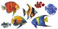 Watercolor aquatic underwater colorful tropical fish set. Red sea and exotic fishes inside. Royalty Free Stock Photo