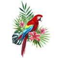 Watercolor Ara macao, Scarlet macaw, South American parrot with tropical palm leaves and flowers. Hand drawn Royalty Free Stock Photo