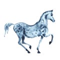 Watercolor arabian dapple grey horse Royalty Free Stock Photo