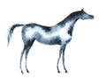 Watercolor arabian horse on white.