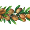 Watercolor argan branches. Hand painted repeated border