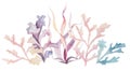 Watercolor arrangement made from seaweeds in pastel colors. Illustration bouquet