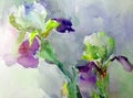 Watercolor art background abstract beautiful floral iris flower lilac romantic surface colorful textured wet wash blurred Royalty Free Stock Photo