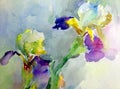 Watercolor art background abstract beautiful floral iris flower lilac romantic surface colorful textured wet wash blurred Royalty Free Stock Photo