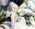 Watercolor art background abstract dalicate light white lily flower single