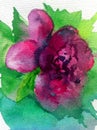 Watercolor art background abstract spring violet pink green dalicate light flower rose single Royalty Free Stock Photo