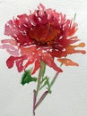 Watercolor art background colorful flower dahlia garden