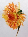 Watercolor art background colorful flower dahlia garden