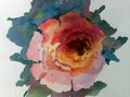 Watercolor art background colorful flower rose single garden Royalty Free Stock Photo