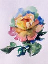 Watercolor art background colorful flower rose single garden Royalty Free Stock Photo