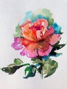 Watercolor art background colorful flower rose single garden Royalty Free Stock Photo