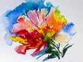 Watercolor art background colorful flower rose single garden Royalty Free Stock Photo